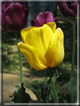 foto Fiori